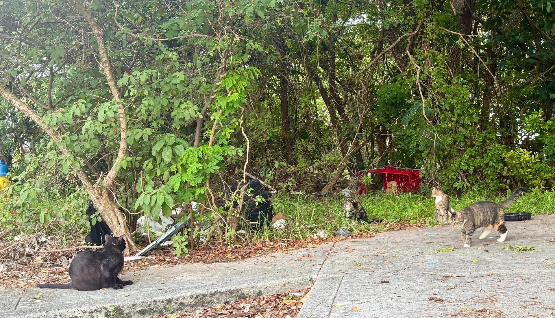 Ayuda a los animales, foto 26 de 55