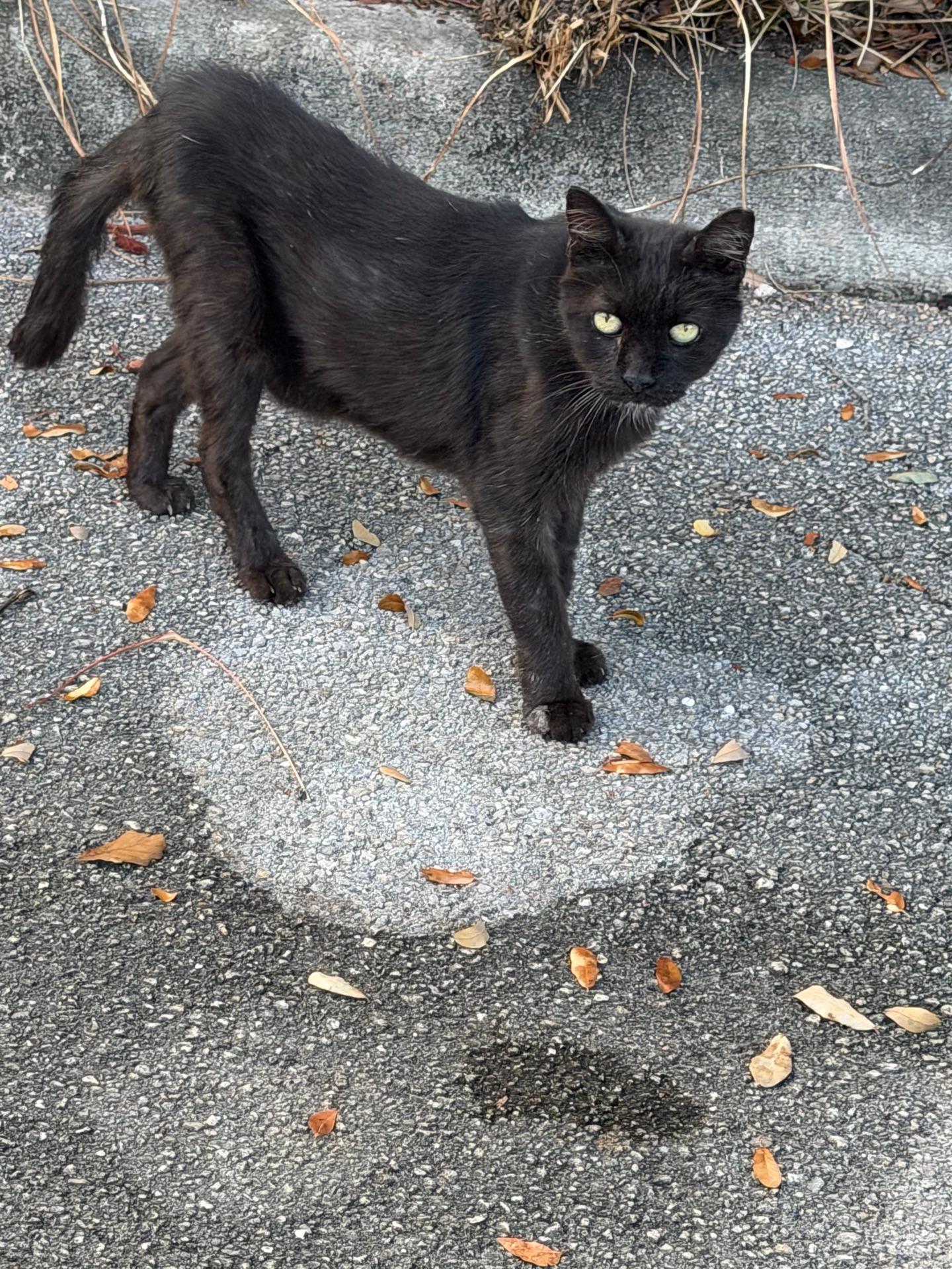 Ayuda a los animales, foto 29 de 55