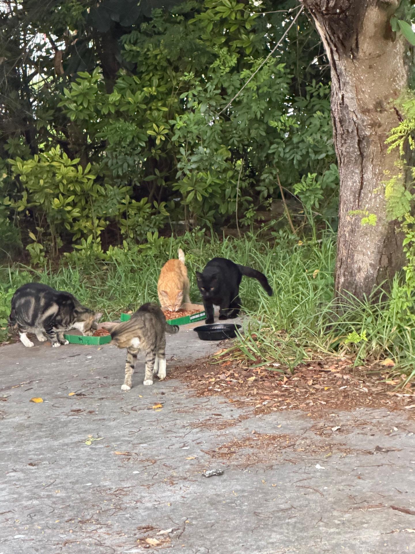 Ayuda a los animales, foto 30 de 55