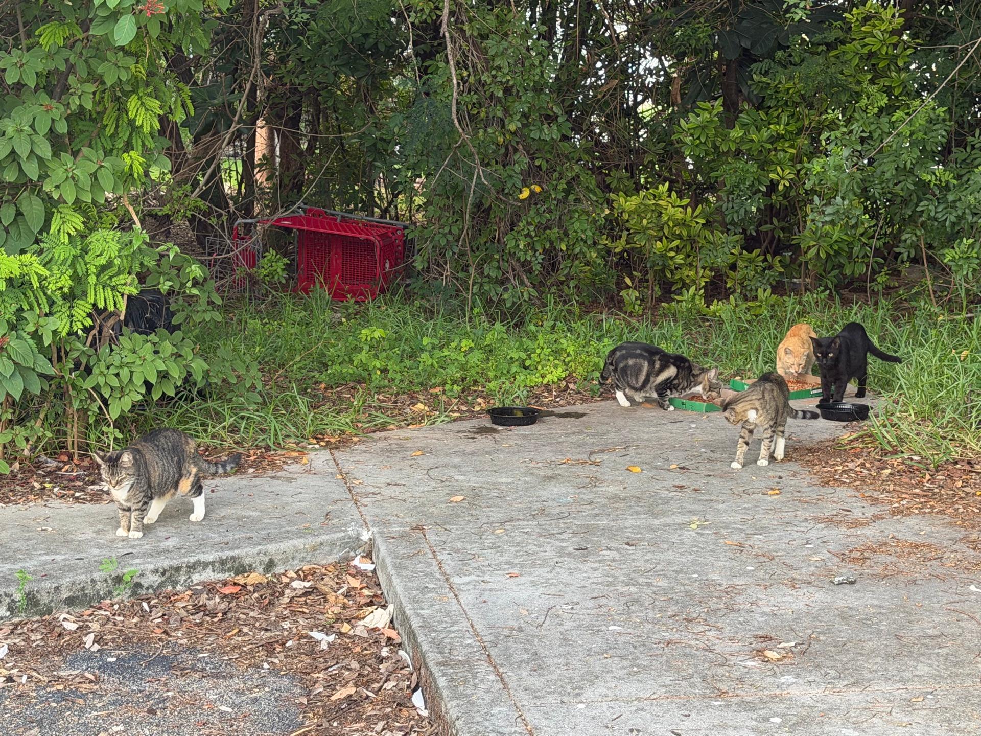 Ayuda a los animales, foto 31 de 55